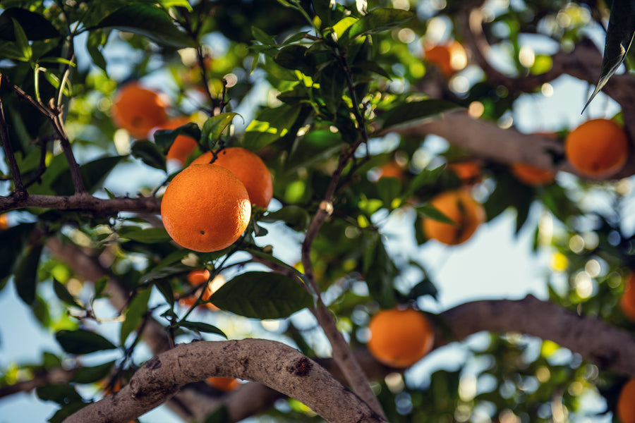 Les cosmétiques naturels : des soins de beauté nutritionnels