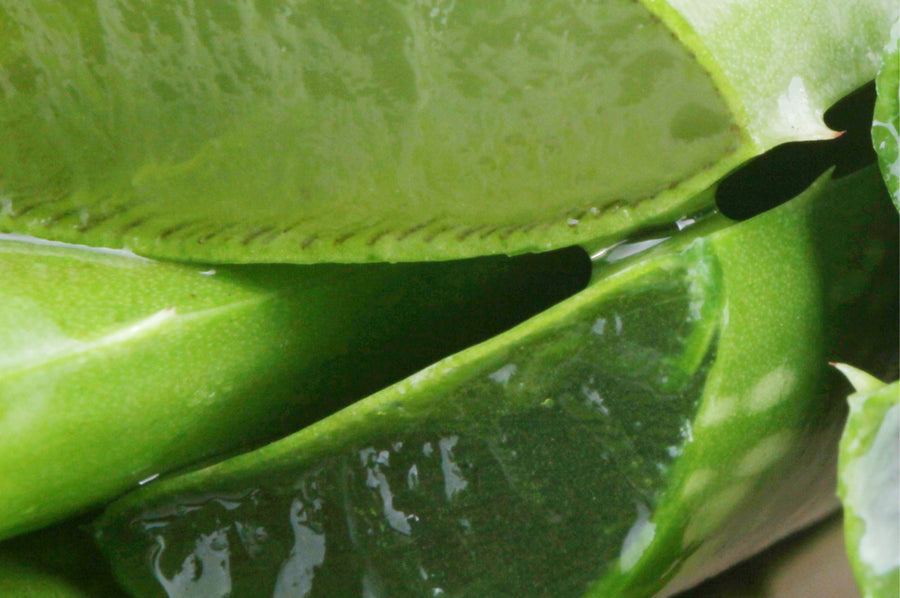 Les bienfaits de l’aloe vera sur la peau