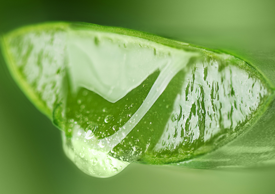 Polysaccharides frais : les bienfaits de l'aloe vera pour les peaux déshydratées