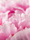 Routine Régénérante - Collection Pivoine